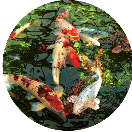 Colorful Koi fish