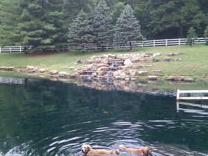 Dogs swimming in a lake we treated