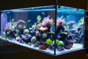 A reef aquarium for sale